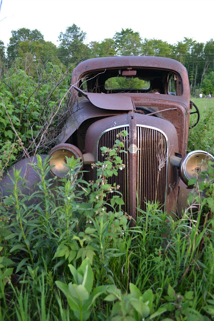 ...Earth is Eating Trees Photo Copyright John Jeffire